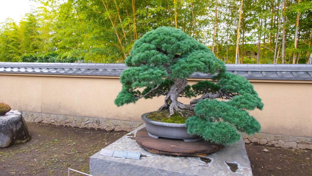 Omiya bonsai art museum